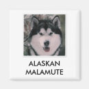 Recherche de malamute magnets Chien