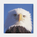 Search for eagle head magnets Animal