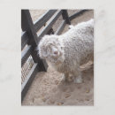 Search for wool postcards Sheep