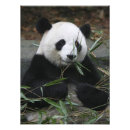 Recherche de panda géant posters Animal