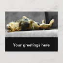 Recherche de roi lion cartes postales Lionne