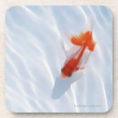 Recherche de poisson rouge dessous de verres Poissons