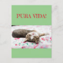 Search for cats sleeping postcards Humor