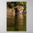 Recherche de panthera art Jeune