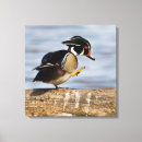 Search for wetlands canvas prints Bird
