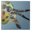 Recherche de insectes carreaux Mouche