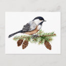 Search for bird lovers postcards Chickadee