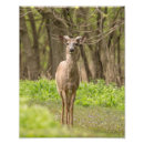 Recherche de butin posters Cerf