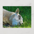 Search for funny sheep postcards Farms