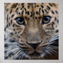 Recherche de léopard vert posters Chat