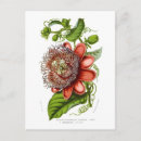 Recherche de passiflore cartes postales Fleur de passion