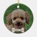 Search for apricot poodle ornaments Cute