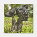 Recherche de champignons magnets Mystique