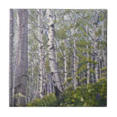 Recherche de arbre de bouleau carreaux Bouleaux