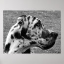 Search for great dane posters Black and white