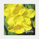 Recherche de narcisse magnets Jaune