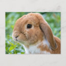 Recherche de joli lapin cartes postales Nature