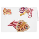 Search for human ear postcards Scarpa's ganglion