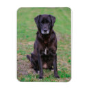 Recherche de petit chien magnets Dog