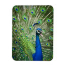 Recherche de paon magnets Animaux