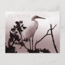 Search for egrets postcards Great egret