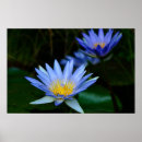 Recherche de blue lotus flower posters Floral