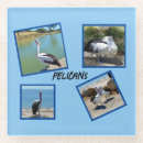 Recherche de pélican dessous de verres Oiseau