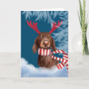 Search for sausage dog christmas cards Dachshund through the snow