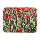 Recherche de tulipes rouges magnets Tulipe rouge