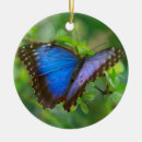 Search for blue butterfly ornaments Cute