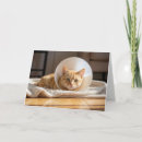 Search for cat get well cards Cone of shame