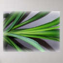 Search for ficus posters Green