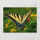 Search for lantana postcards Insects