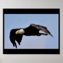 Search for eagle posters Wildlife photography