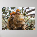 Recherche de bannière de singe posters Zoo