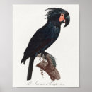 Search for black cockatoo posters Parrot