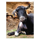 Recherche de chèvre drôle posters Chèvres