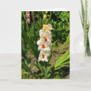 Search for gladiolus flowers cards Floral photography