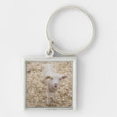 Search for baby lamb keychains Babies