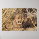 Recherche de jubatus posters Carnivore