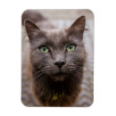 Search for green eyes magnets Animal
