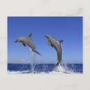 Search for delfin postcards Togetherness