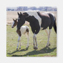 Search for filly kitchen dining Mare