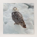 Search for snowy owl puzzles Nature