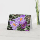 Search for crocuses cards Plants