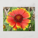 Search for blankets postcards Flora