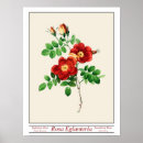 Recherche de rosa posters Vintage