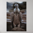 Search for wingspan posters Wildlife