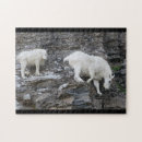 Search for goat puzzles Cute animals