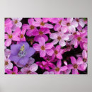 Search for north island posters Wildflower